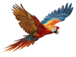 Flying Macaw Vinyl Car Decal Sticker – Waterproof & UV-Resistant 3.0933333333333333"