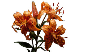 Tiger Lily Bouquet Vinyl Car Decal Sticker – Waterproof & UV-Resistant 2.72"