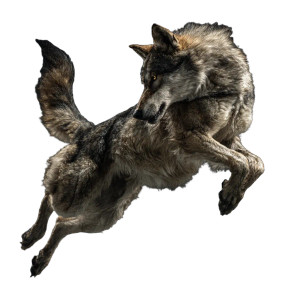 Leaping Wolf V3 Vinyl Car Decal Sticker – Waterproof & UV-Resistant 3.4133333333333336" Leaping Wolf V3 Vinyl Car Decal Sticker – Waterproof & UV-Resistant 3.4133333333333336"
