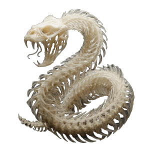 Evil Snake Skeleton Vinyl Car Decal Sticker – Waterproof & UV-Resistant 6.826666666666667"