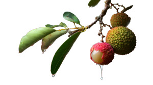 Lychee Macro Art Vinyl Car Decal Sticker – Waterproof & UV-Resistant 5.4