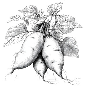 Sweet Potatoes Drawing Vinyl Car Decal Sticker – Waterproof & UV-Resistant 3.4133333333333336"