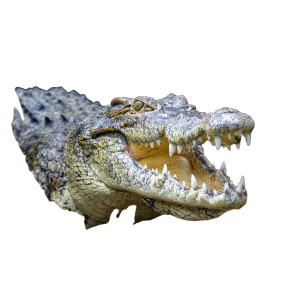 Open-Mouthed Crocodile Vinyl Car Decal Sticker – Waterproof & UV-Resistant 3.4133333333333336"