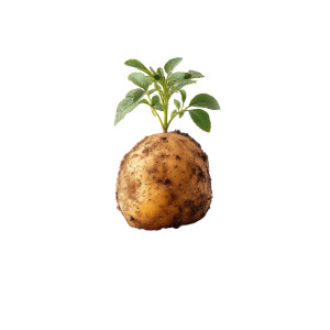 Ground Potato Vinyl Car Decal Sticker – Waterproof & UV-Resistant 6.826666666666667" Ground Potato Vinyl Car Decal Sticker – Waterproof & UV-Resistant 6.826666666666667"