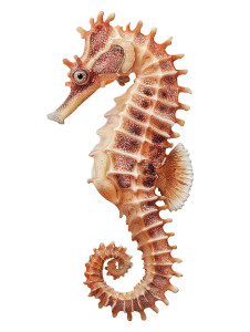 Realistic Seahorse Vinyl Car Decal Sticker – Waterproof & UV-Resistant 8.213333333333333" Realistic Seahorse Vinyl Car Decal Sticker – Waterproof & UV-Resistant 8.213333333333333"