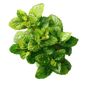 Mint Leaves Illustration V2 Vinyl Car Decal Sticker – Waterproof & UV-Resistant 3.4133333333333336"