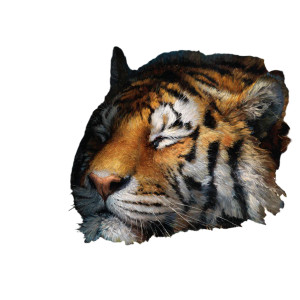Majestic Tiger Resting Vinyl Car Decal Sticker – Waterproof & UV-Resistant 3.4133333333333336" Majestic Tiger Resting Vinyl Car Decal Sticker – Waterproof & UV-Resistant 3.4133333333333336"