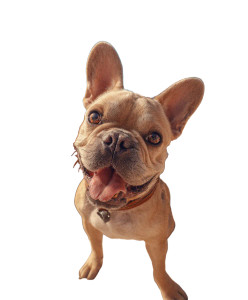 Selfie Bulldog Vinyl Car Decal Sticker – Waterproof & UV-Resistant 8.0"