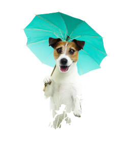 Happy Dog With Parasol Vinyl Car Decal Sticker – Waterproof & UV-Resistant 8.213333333333333" Happy Dog With Parasol Vinyl Car Decal Sticker – Waterproof & UV-Resistant 8.213333333333333"