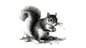 Bitmap Squirrel Vinyl Car Decal Sticker – Waterproof & UV-Resistant 5.4