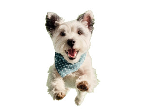 Joyful Terrier Feast Vinyl Car Decal Sticker – Waterproof & UV-Resistant 3.2"