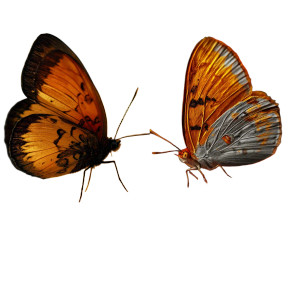 Butterfly On Flower V7 Vinyl Car Decal Sticker – Waterproof & UV-Resistant 3.4133333333333336" Butterfly On Flower V7 Vinyl Car Decal Sticker – Waterproof & UV-Resistant 3.4133333333333336"