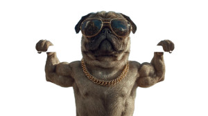 Ripped Pug Bodybuilder Vinyl Car Decal Sticker – Waterproof & UV-Resistant 2.72"