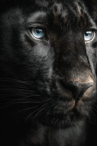 Magnifique Panther Vinyl Car Decal Sticker – Waterproof & UV-Resistant 4.4 Magnifique Panther Vinyl Car Decal Sticker – Waterproof & UV-Resistant 4.4