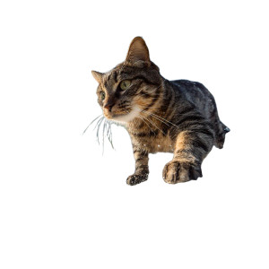 Wake Surfing Cat Vinyl Car Decal Sticker – Waterproof & UV-Resistant 6.826666666666667" Wake Surfing Cat Vinyl Car Decal Sticker – Waterproof & UV-Resistant 6.826666666666667"
