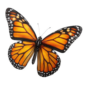 Monarch Butterfly V12 Vinyl Car Decal Sticker – Waterproof & UV-Resistant 3.4133333333333336" Monarch Butterfly V12 Vinyl Car Decal Sticker – Waterproof & UV-Resistant 3.4133333333333336"