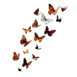 Flying Butterflies V4 Vinyl Car Decal Sticker – Waterproof & UV-Resistant 3.4133333333333336" Flying Butterflies V4 Vinyl Car Decal Sticker – Waterproof & UV-Resistant 3.4133333333333336"