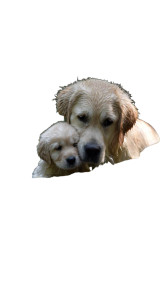 Golden Retriever Rescue Vinyl Car Decal Sticker – Waterproof & UV-Resistant 9.706666666666667"