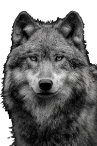 Wolf Portrait V4 Vinyl Car Decal Sticker – Waterproof & UV-Resistant 4.4