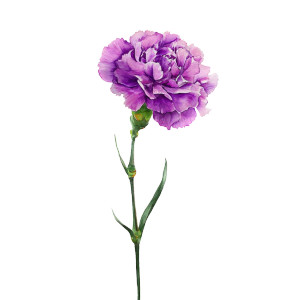 Purple Carnation Flower Vinyl Car Decal Sticker – Waterproof & UV-Resistant 6.826666666666667" Purple Carnation Flower Vinyl Car Decal Sticker – Waterproof & UV-Resistant 6.826666666666667"