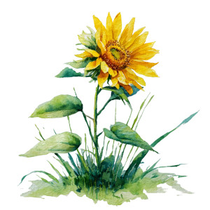 Sunflower Watercolor Vinyl Car Decal Sticker – Waterproof & UV-Resistant 3.4133333333333336" Sunflower Watercolor Vinyl Car Decal Sticker – Waterproof & UV-Resistant 3.4133333333333336"