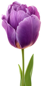 Purple Tulip Vinyl Car Decal Sticker – Waterproof & UV-Resistant 5.226666666666667"
