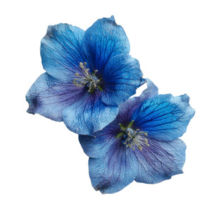 Blue Flowers Vinyl Car Decal Sticker – Waterproof & UV-Resistant 3.4133333333333336" Blue Flowers Vinyl Car Decal Sticker – Waterproof & UV-Resistant 3.4133333333333336"