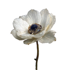 Crown Anemone Flower Vinyl Car Decal Sticker – Waterproof & UV-Resistant 6.826666666666667"