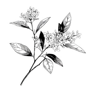 Osmanthus Illustration Vinyl Car Decal Sticker – Waterproof & UV-Resistant 6.826666666666667" Osmanthus Illustration Vinyl Car Decal Sticker – Waterproof & UV-Resistant 6.826666666666667"