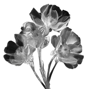 Xray Flowers Vinyl Car Decal Sticker – Waterproof & UV-Resistant 3.4133333333333336" Xray Flowers Vinyl Car Decal Sticker – Waterproof & UV-Resistant 3.4133333333333336"