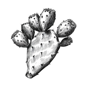 Prickly Pear Icon V2 Vinyl Car Decal Sticker – Waterproof & UV-Resistant 3.4133333333333336" Prickly Pear Icon V2 Vinyl Car Decal Sticker – Waterproof & UV-Resistant 3.4133333333333336"