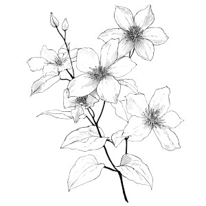 Clematis Flowers Illustration Vinyl Car Decal Sticker – Waterproof & UV-Resistant 3.4133333333333336" Clematis Flowers Illustration Vinyl Car Decal Sticker – Waterproof & UV-Resistant 3.4133333333333336"