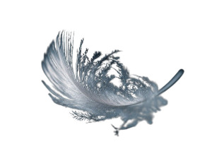 Floating Grey Feather Vinyl Car Decal Sticker – Waterproof & UV-Resistant 3.253333333333333 Floating Grey Feather Vinyl Car Decal Sticker – Waterproof & UV-Resistant 3.253333333333333
