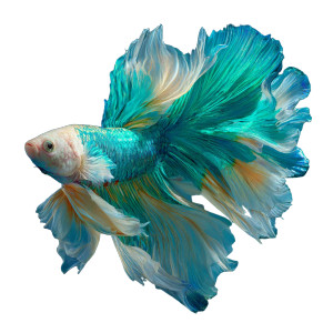 Vibrant Fighting Fish V2 Vinyl Car Decal Sticker – Waterproof & UV-Resistant 3.4133333333333336"