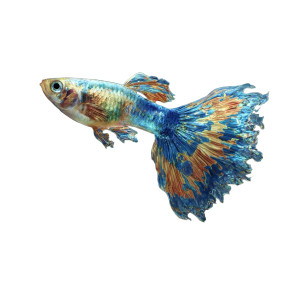 Swimming Guppy Vinyl Car Decal Sticker – Waterproof & UV-Resistant 3.4133333333333336" Swimming Guppy Vinyl Car Decal Sticker – Waterproof & UV-Resistant 3.4133333333333336"