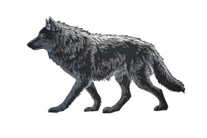 Black Wolf Silhouette V2 Vinyl Car Decal Sticker – Waterproof & UV-Resistant 2.986666666666667"