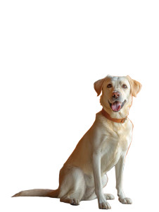 Happy Labrador Retriever V4 Vinyl Car Decal Sticker – Waterproof & UV-Resistant 4.1066666666666665"