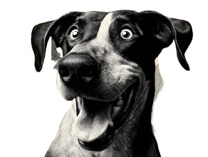 Happy Dog V14 Vinyl Car Decal Sticker – Waterproof & UV-Resistant 6.1866666666666665"