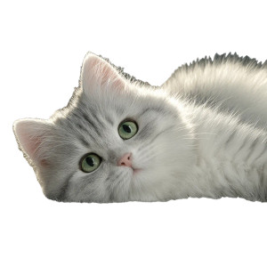 Silver Tabby Cat V3 Vinyl Car Decal Sticker – Waterproof & UV-Resistant 3.4133333333333336"