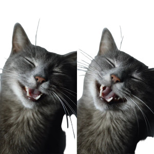 Smiling Cat V6 Vinyl Car Decal Sticker – Waterproof & UV-Resistant 3.4133333333333336"