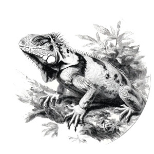 Iguana Line Art Vinyl Car Decal Sticker – Waterproof & UV-Resistant 3.4133333333333336" Iguana Line Art Vinyl Car Decal Sticker – Waterproof & UV-Resistant 3.4133333333333336"