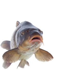 Carp Closeup Selfie Vinyl Car Decal Sticker – Waterproof & UV-Resistant 8.213333333333333" Carp Closeup Selfie Vinyl Car Decal Sticker – Waterproof & UV-Resistant 8.213333333333333"