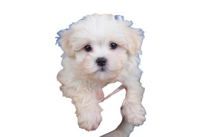 Veterinarian With Puppy V2 Vinyl Car Decal Sticker – Waterproof & UV-Resistant 2.986666666666667"