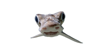 Newborn Hammerhead Shark Vinyl Car Decal Sticker – Waterproof & UV-Resistant 5.4