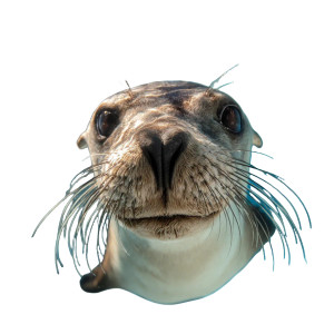 Smiling Sealion Underwater Vinyl Car Decal Sticker – Waterproof & UV-Resistant 6.826666666666667"