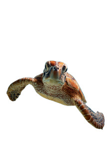Happy Sea Turtle Vinyl Car Decal Sticker – Waterproof & UV-Resistant 4.32"