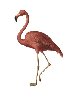 Vintage Pink Flamingo Vinyl Car Decal Sticker – Waterproof & UV-Resistant 8.213333333333333" Vintage Pink Flamingo Vinyl Car Decal Sticker – Waterproof & UV-Resistant 8.213333333333333"