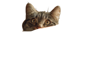 Hopeful Cat Vinyl Car Decal Sticker – Waterproof & UV-Resistant 2.986666666666667"