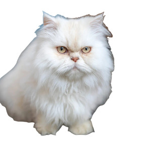 Angry Persian Cat Vinyl Car Decal Sticker – Waterproof & UV-Resistant 3.4133333333333336" Angry Persian Cat Vinyl Car Decal Sticker – Waterproof & UV-Resistant 3.4133333333333336"