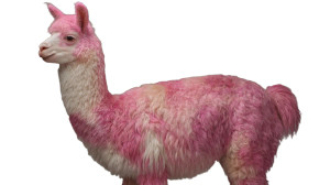 Pink Llama Vinyl Car Decal Sticker – Waterproof & UV-Resistant 2.72"